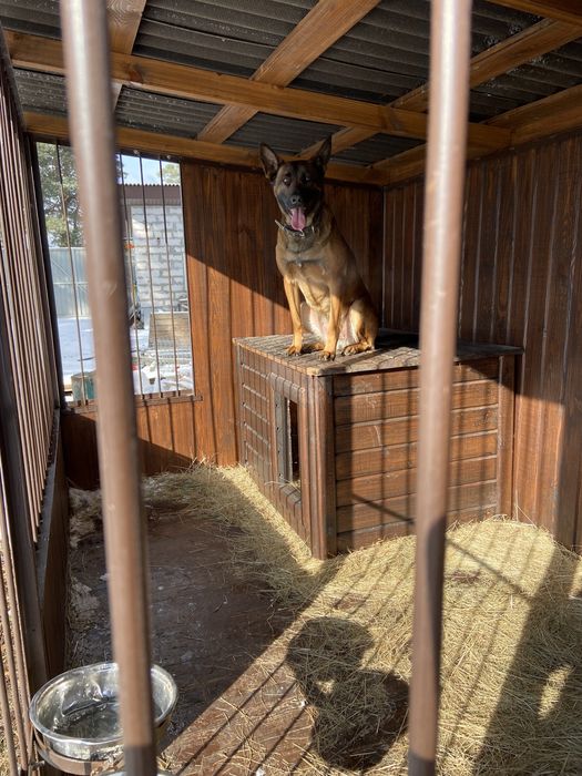 Готель для собак/перетримка собак/зооготель/кінолог/дресирування собак