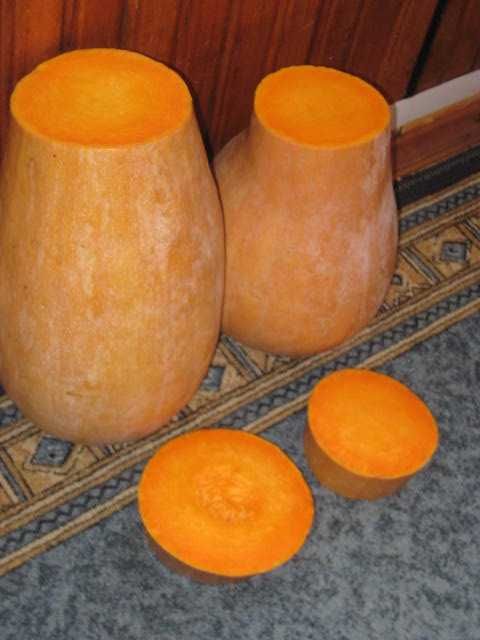 Насіння гарбуза сорту Баттернат, мускатний гарбуз.