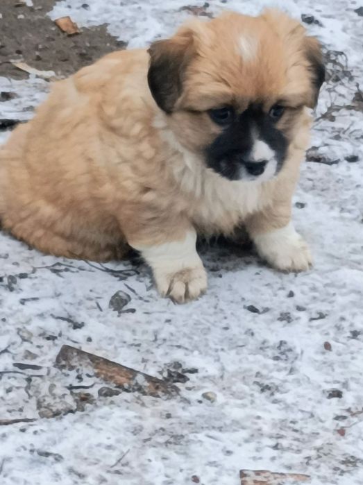 Цуценята шукають хороших господарів