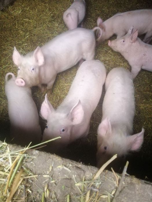 Продам домашних поросят
