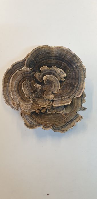 Wrośniak różnobarwny Trametes versicolor suszony 50 gram