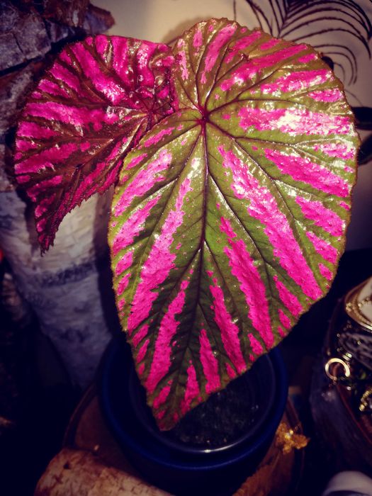 Begonia Brevirimosa RZADKOŚĆ roślina kolekcjonerska nie Monstera