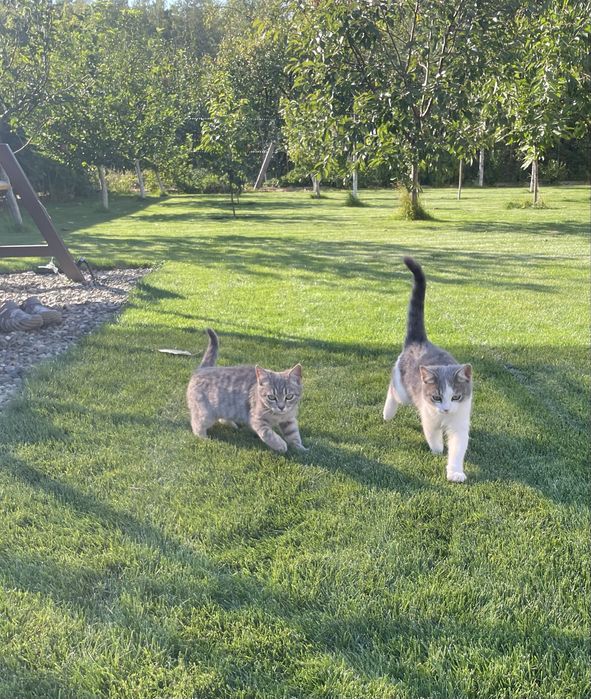 Котеня шукають сімʼю