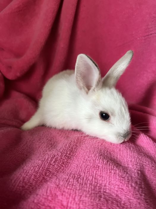 Króliczek miniaturka ostatni maluch