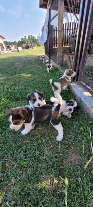 Pieski mama beagle