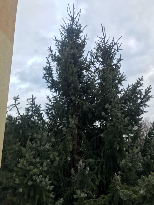 Żywy świerk srebny. Choinka na święta.