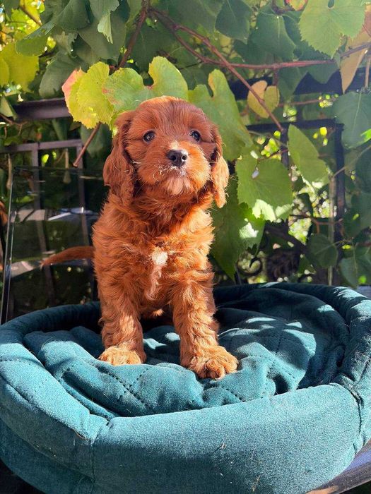 CAVAPOO - przeuroczy  maluch