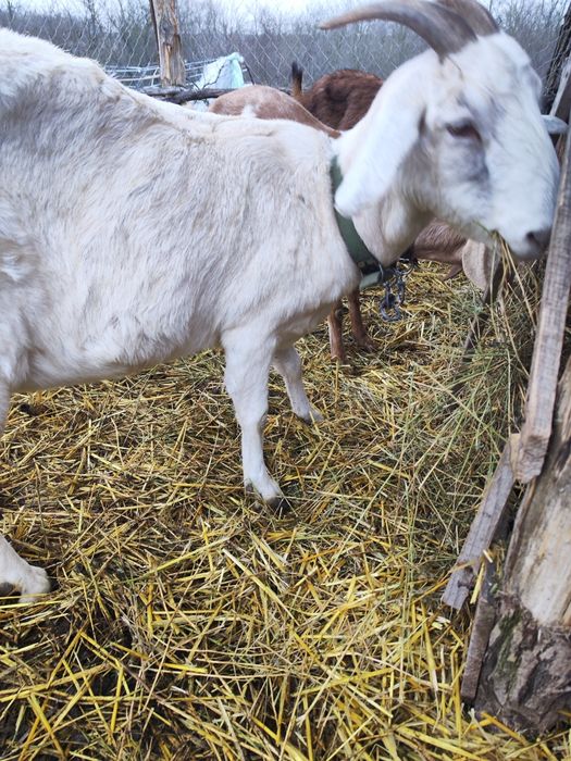 Продам Нубійськи кози