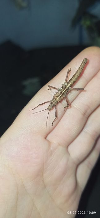 Палочник незвичайний  "Tisamenus sp Gagayan"