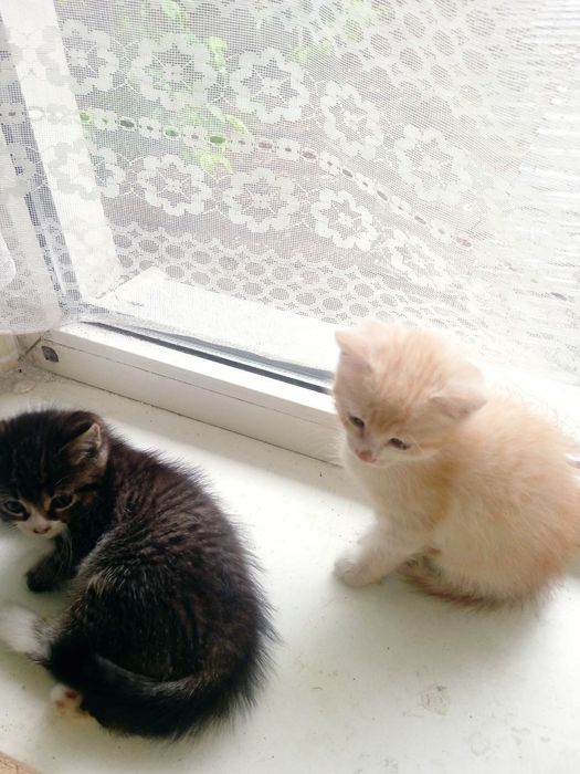 Кошенята у добрі руки
