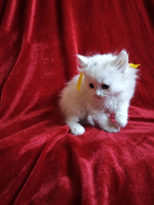 Білі кошенята котеня турецька ангорська чистокровні котик кішка