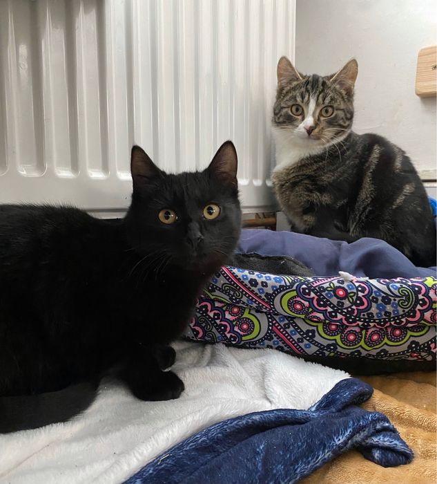 Kto przygarnie kociaka Jerrego?