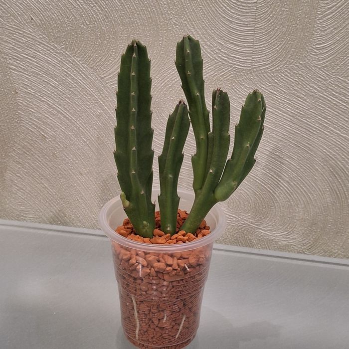 Стапелия Грандифлора крупноцветковая.