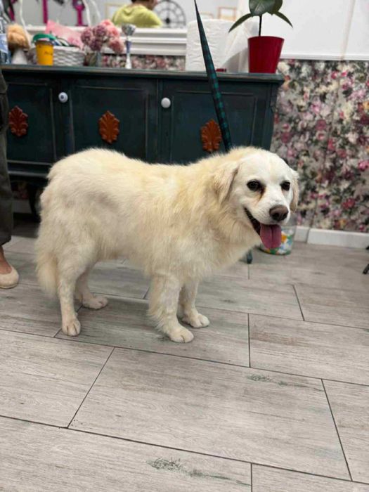 Barbi i Gonzo - szukamy im domu