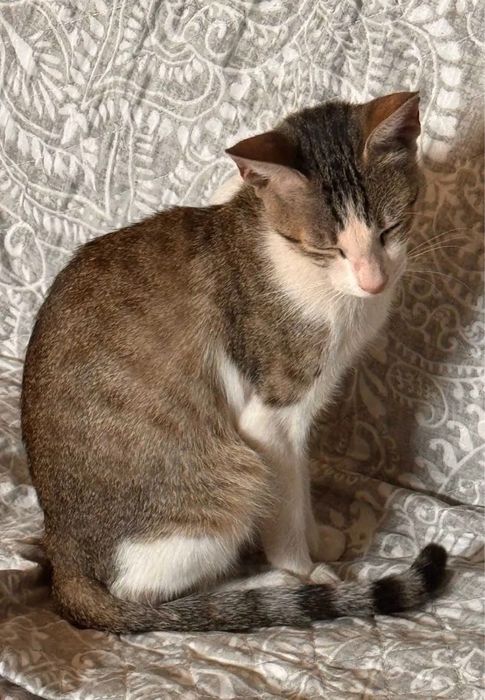 Gata para adoçao