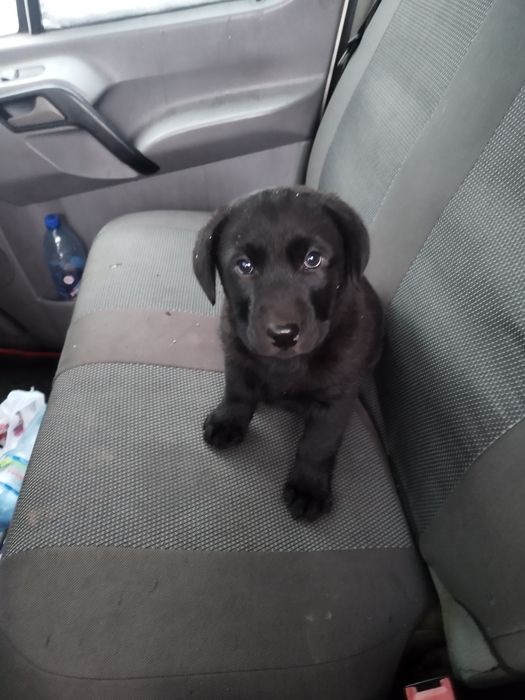 Продам щенка лабродора