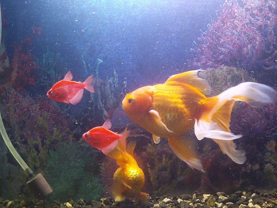 Продам Аквариумных Рыбок. Харьков!