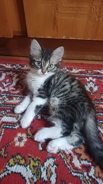 отдам котят в добрые руки