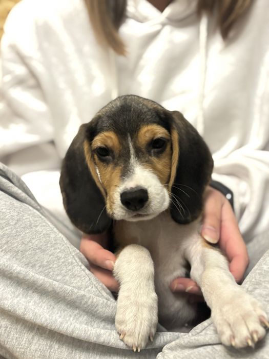 Песики красунчики,красуні.бігль