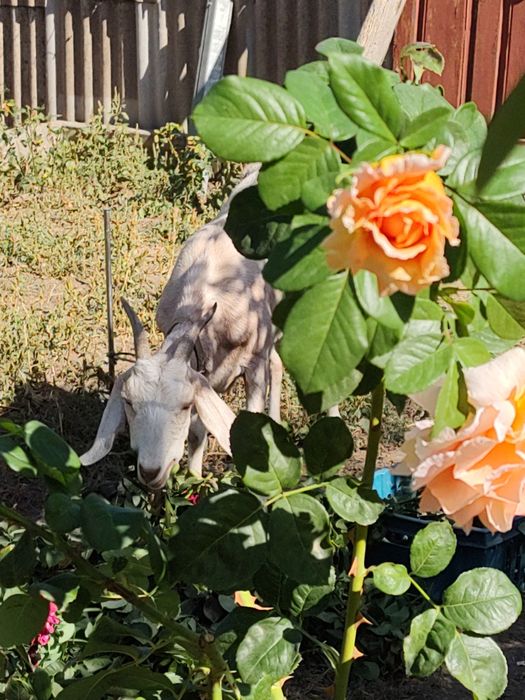 Продам англо-нубийскую козу