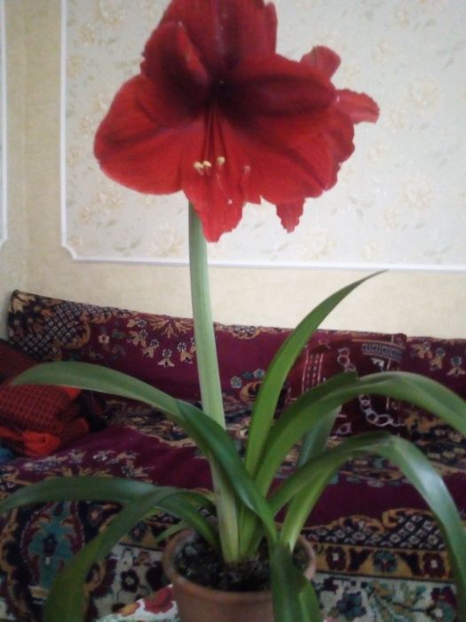 Лилия комнатная (гиппеаструм)