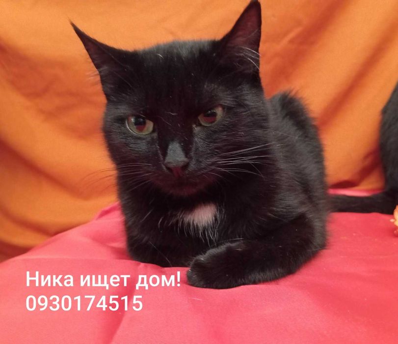 красавица Ника ищет дом и свою семью!