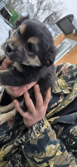 Маленьких клубочків в добрі руки