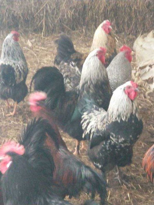 Продам домашніх півнів
