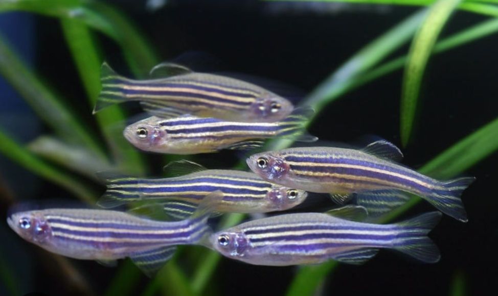 Danio pręgowane  1-1,5cm