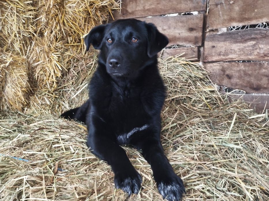 Прекрасная девочка в добрые руки!!!