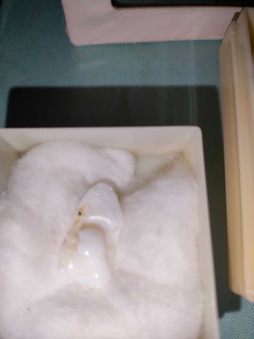 Pedra de peixe ou cérebro corvina