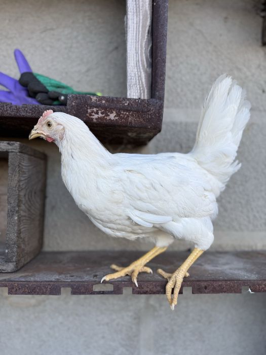 Сенди браун леггорн куры