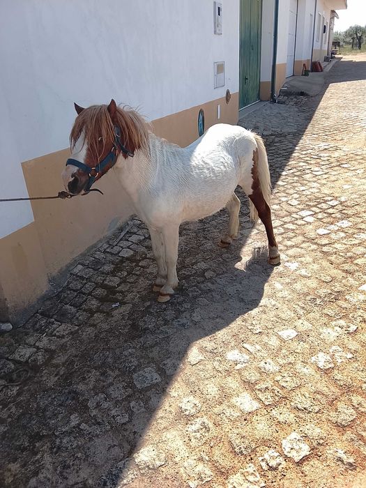 Pônei muito manso 85cm