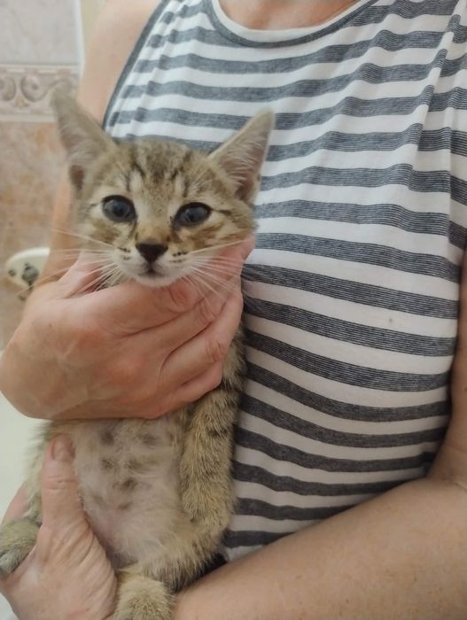 Dwóch braci do adopcji. Oddam kota. Koty za darmo.