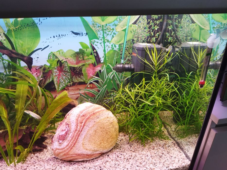 Pogostemon octopus (sadzonka)