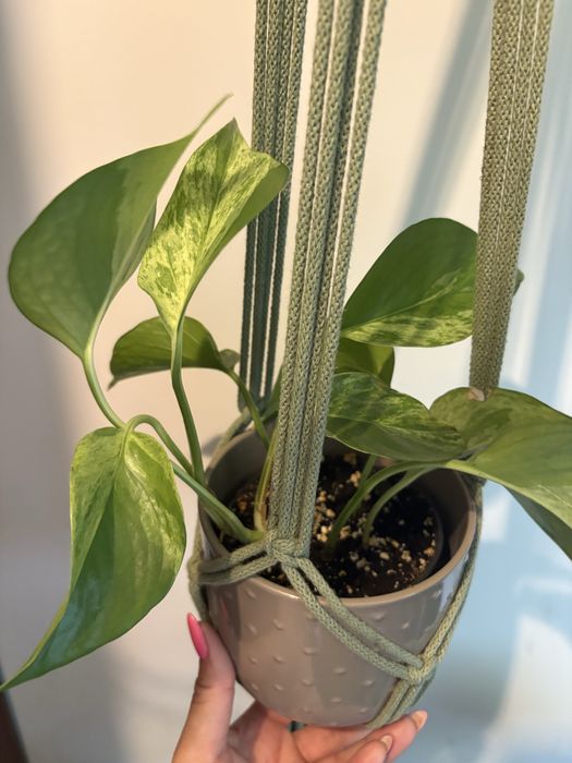 Epipremnum Marlbe Queen