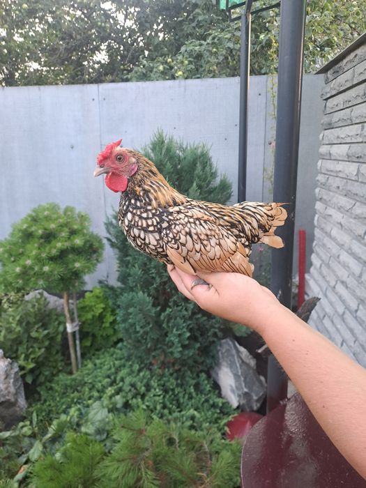 Продам курей породи сибрайт