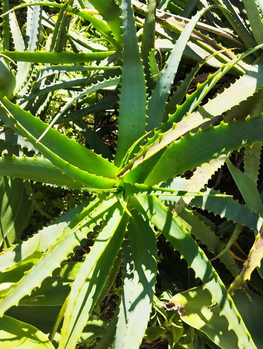 Promoção Suculentas- Aloés grandes