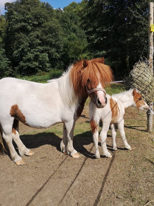 Sprzedam kucyka z paszportem