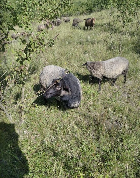 Продам вівці романівської породи