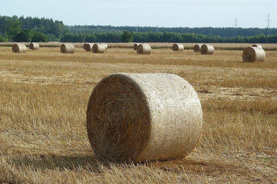 Siano słoma 120x120