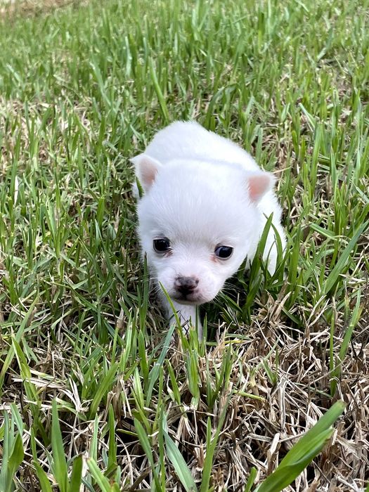 Cão Spitz alemão