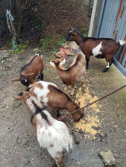 cabras anãs para venda