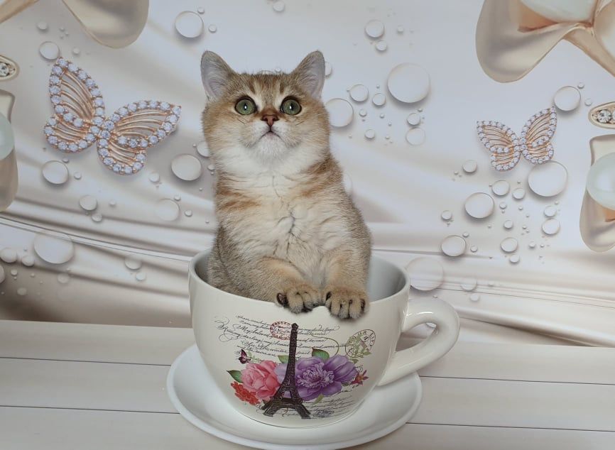 Эксклюзивчик! Шотландец