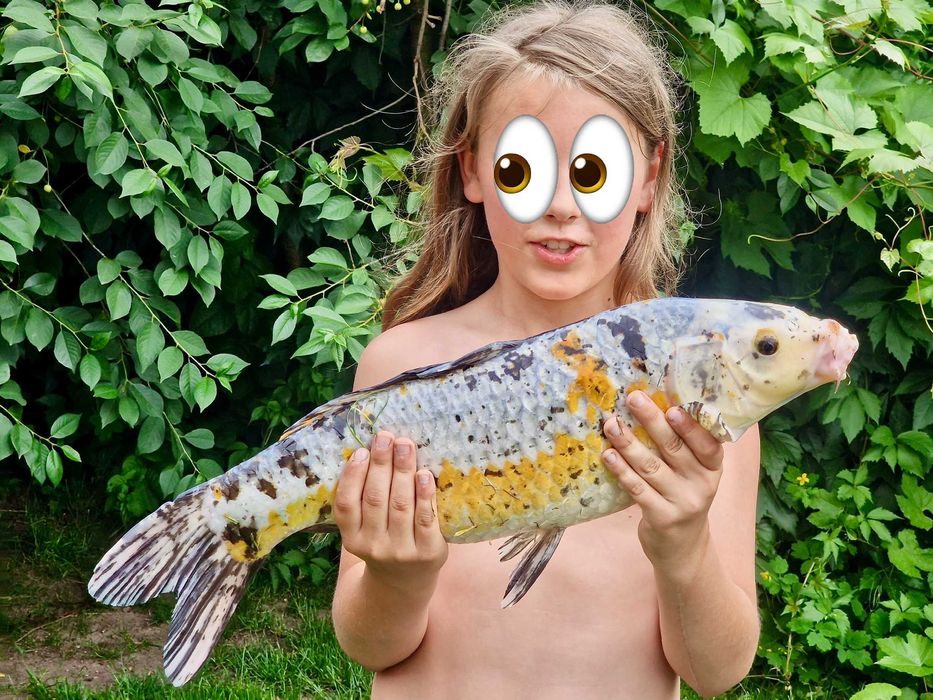 Ryby do oczka wodnego karp koi butterfly karaś orfa