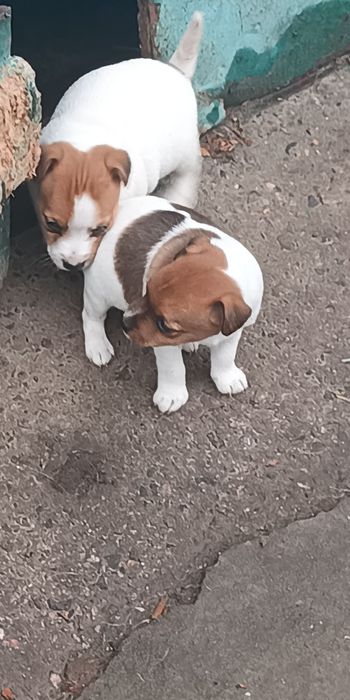 Джек Рассел тер'єр