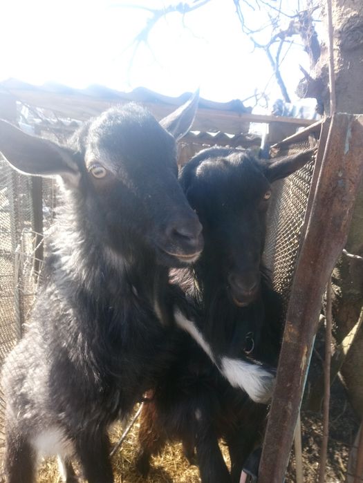 Козёл для вязки на племя.