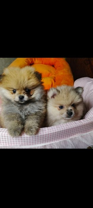Померанський шпіц дівчата