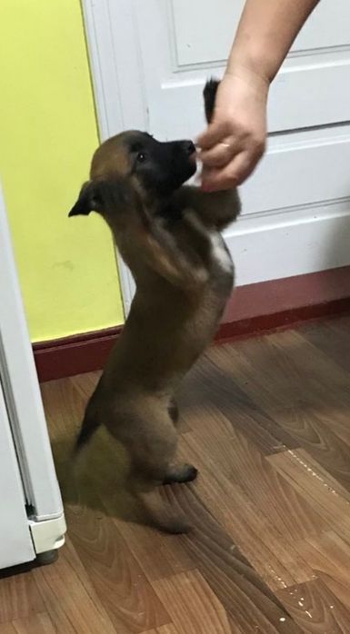 Залишилося 3 хлопчики і 1 дівчинка.Шукають люблячу родину.