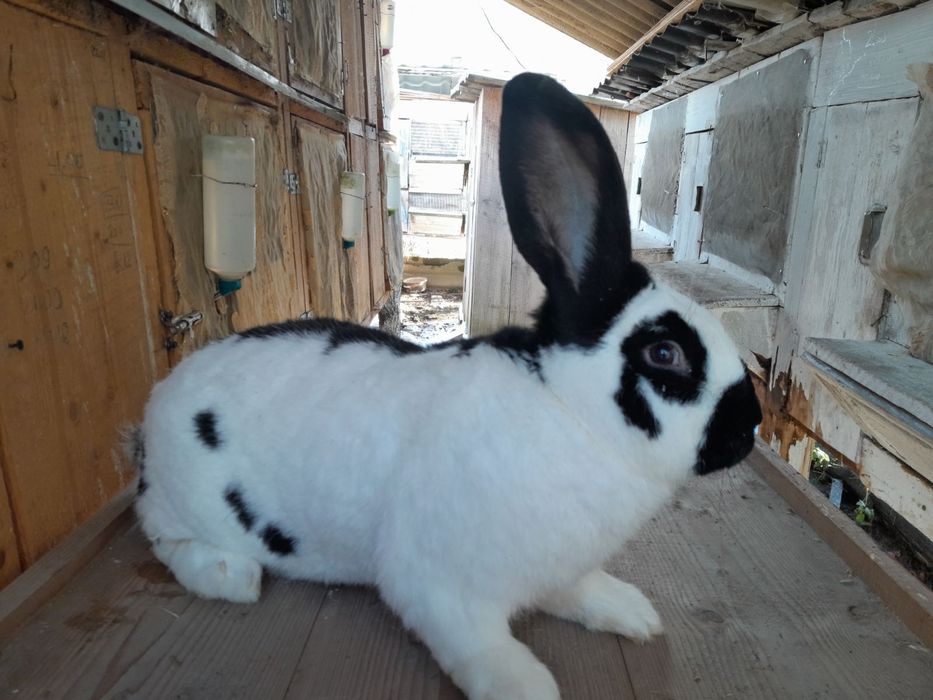 Німецький строкач